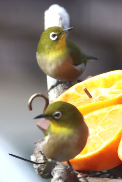 わたりの散歩は2