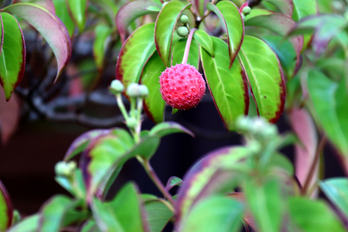 おはようございます。
