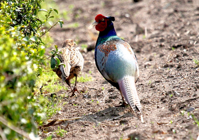 Re: キジを・・・