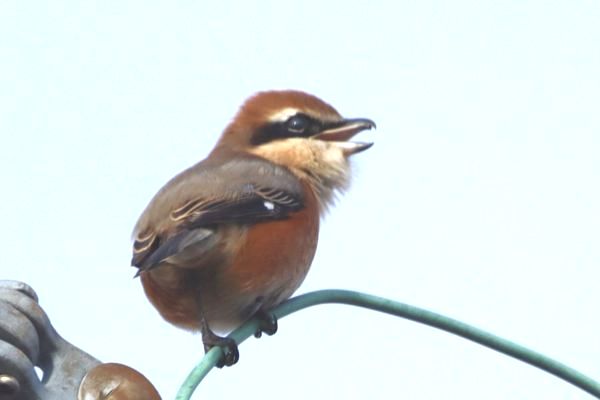 わたりの散歩は2