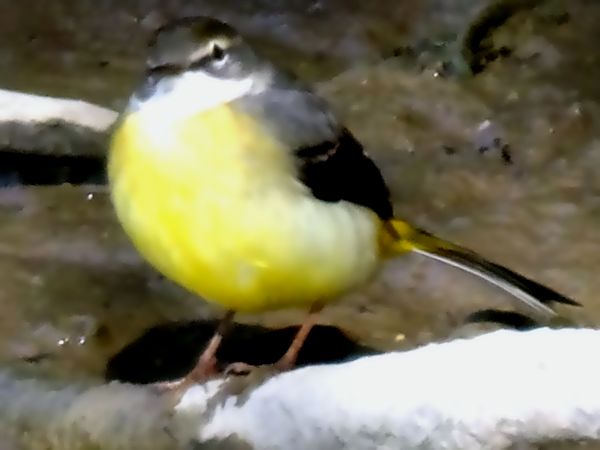 わたりの散歩は2