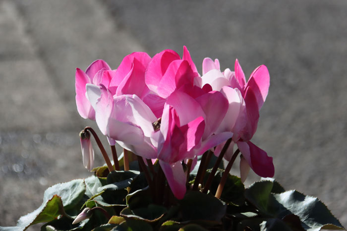 おはようございます。