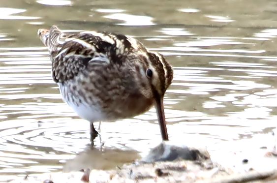 わたりの散歩は2