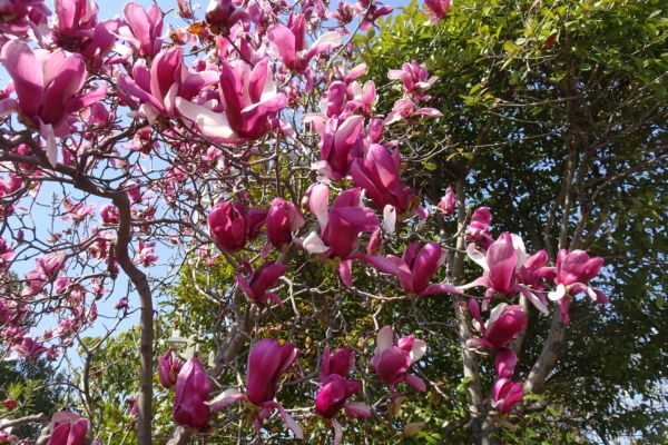 わたりの散歩は2