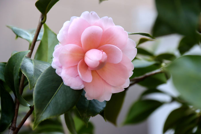 おはようございます。