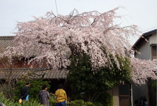 わたりの散歩は2