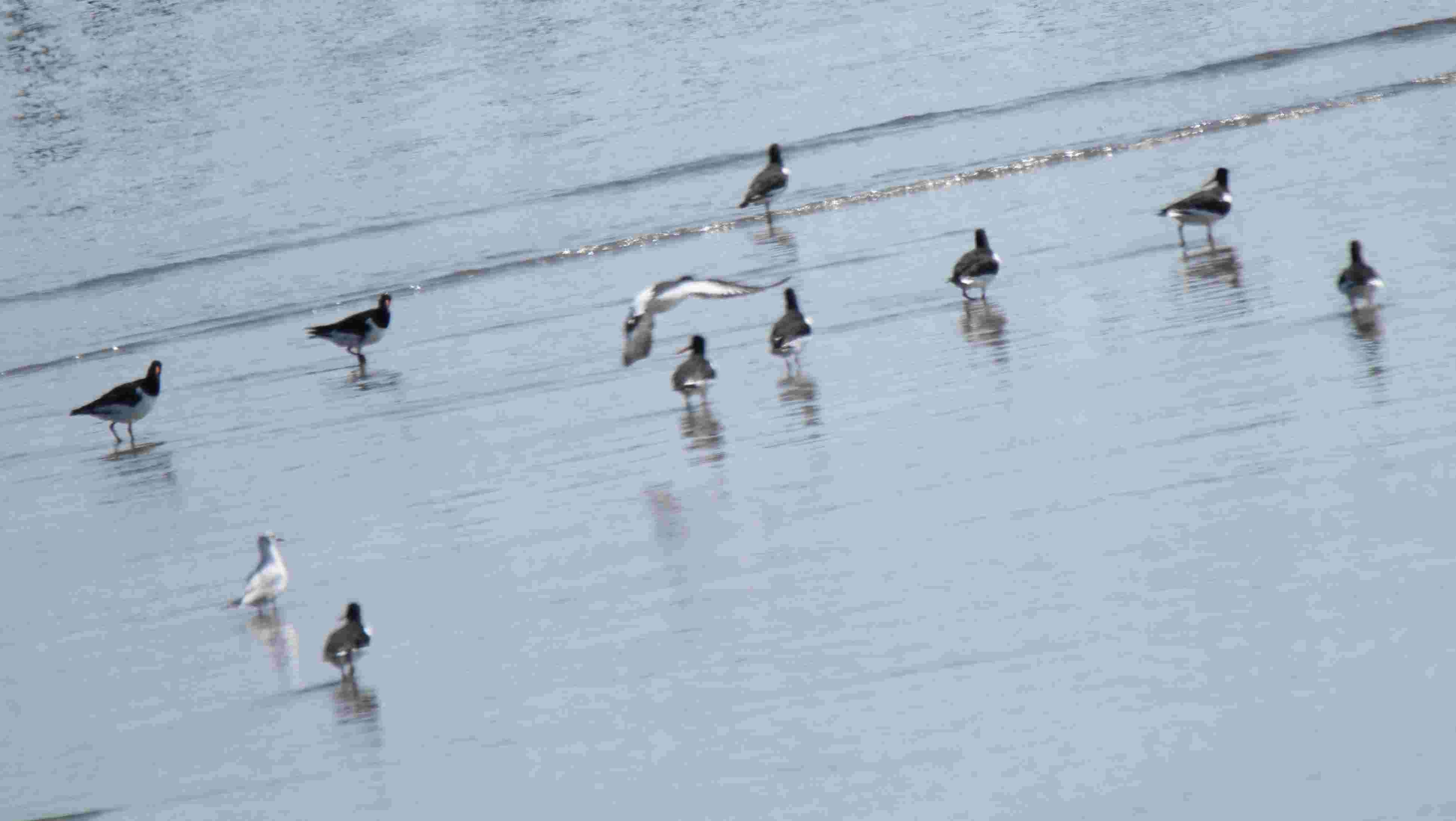 遠くのミヤコドリ・・・