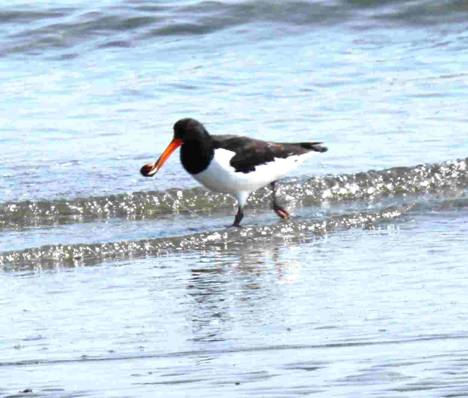 Re: 遠くのミヤコドリ・・・