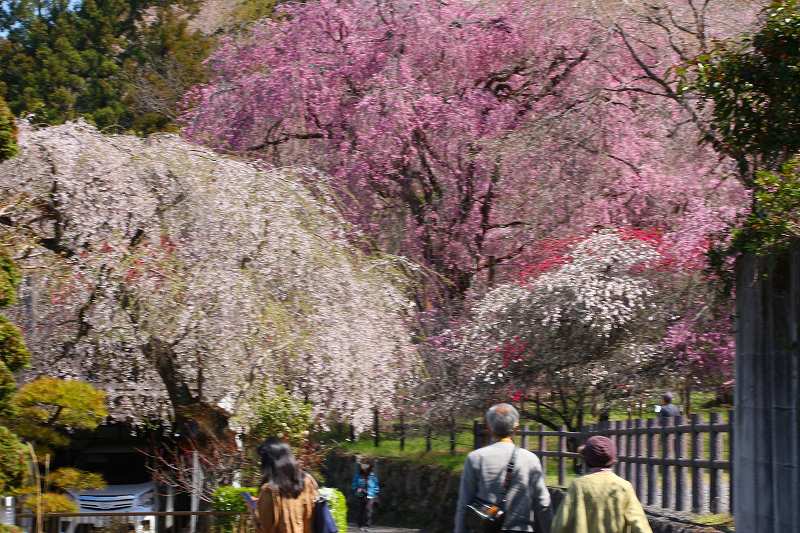 U^ェ^Uこんにち ワンです