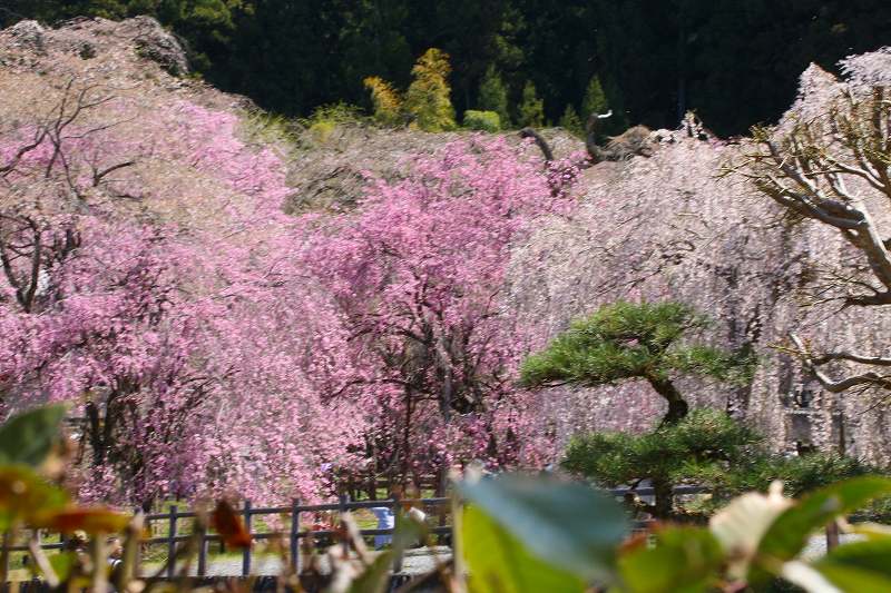 Re: U^ェ^Uこんにち ワンです