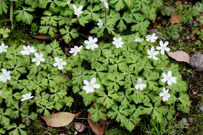 おはようございます。