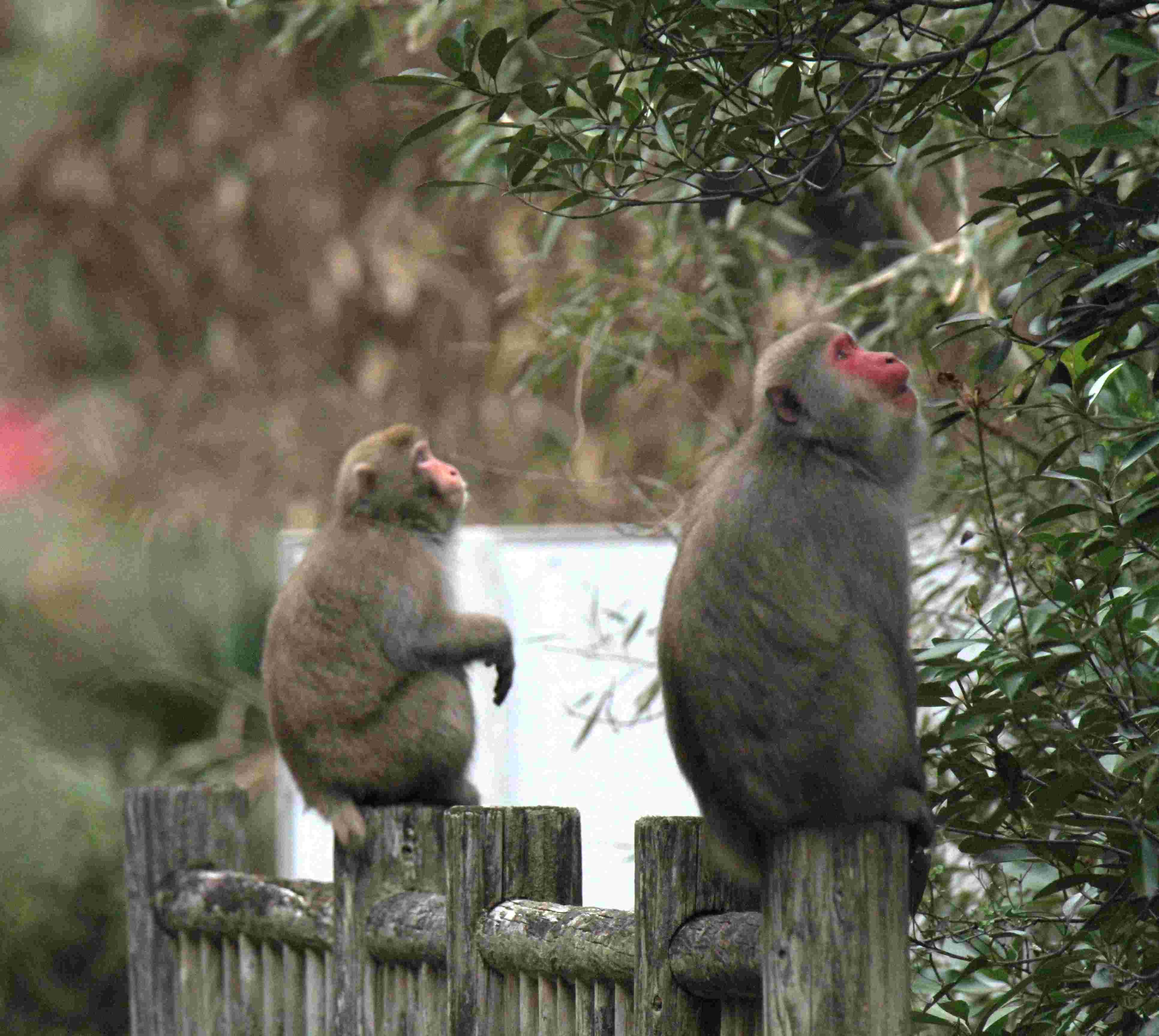 お猿さんもお花見？